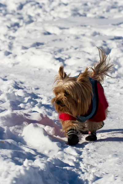 Yorkshire terrier w śniegu — Zdjęcie stockowe