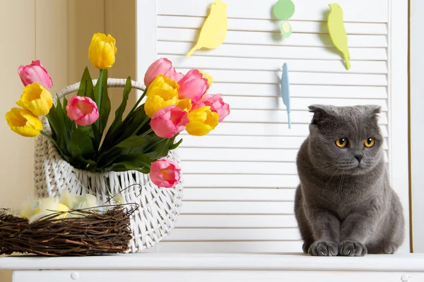 Britse kat met een mandje met tulpen — Stockfoto