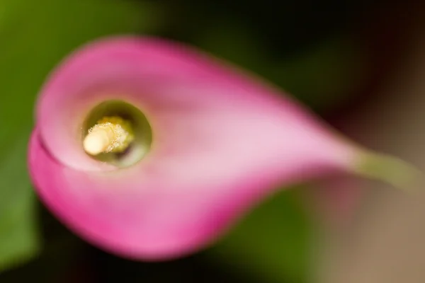 Calla blomma på nära håll — Stockfoto