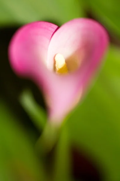 Calla bloem close-up Stockfoto