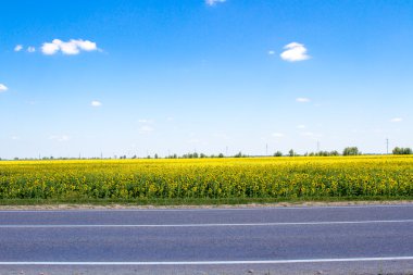 çiçek açan ayçiçeği