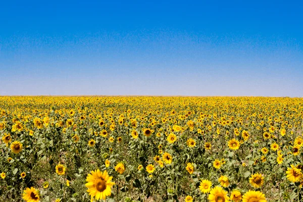 Tournesols en fleurs — Photo