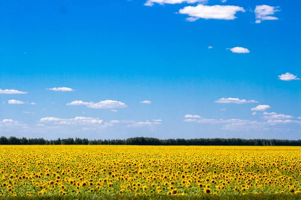 Квітучий Соняшники — стокове фото