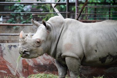 Rhino bir hayvanat bahçesi