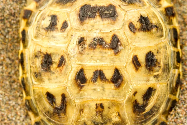 Schildpadschild — Stockfoto