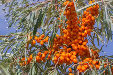 yeşil dallı turuncu deniz dikenli