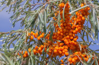 yeşil dallı turuncu deniz dikenli