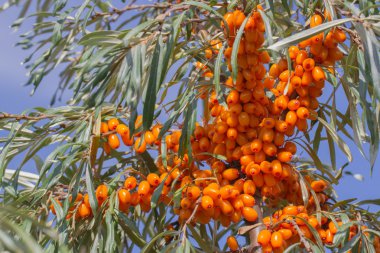 yeşil dallı turuncu deniz dikenli