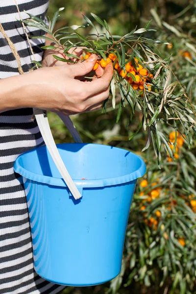 Girl collects buckthorn berries — Stock Photo, Image