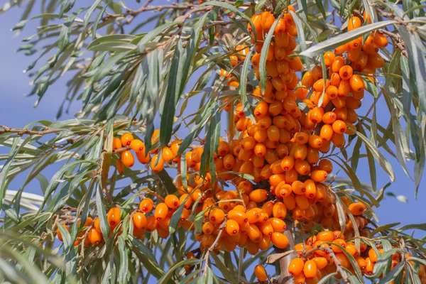 Orange sea-buckthorn with green twig — Stock Photo, Image