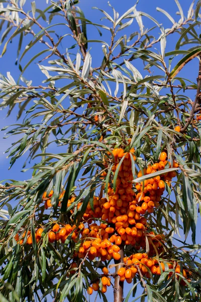 Espino cerval de mar naranja con ramita verde — Foto de Stock