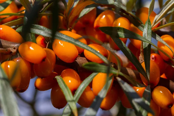 Orange sea-buckthorn with green twig — Stock Photo, Image