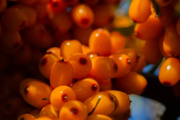 Sea-buckthorn, background — Stock Photo, Image