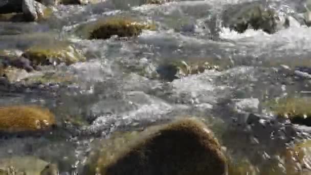 Eau pure dans un ruisseau de montagne — Video