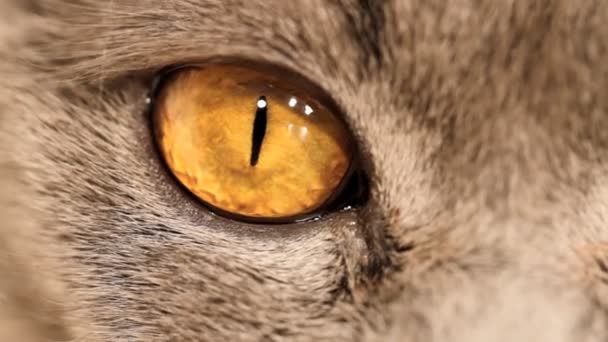 Cat eyes macro — Stock Video