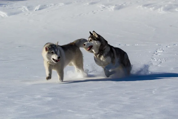 Siberian husky — Zdjęcie stockowe