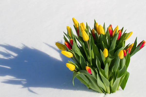 Tulipani nella neve — Foto Stock