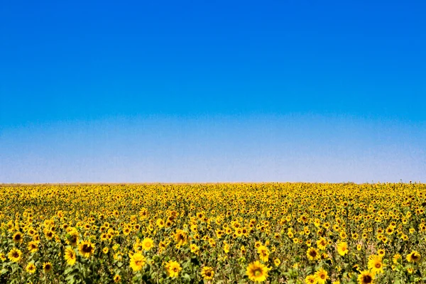 Tournesols en fleurs — Photo