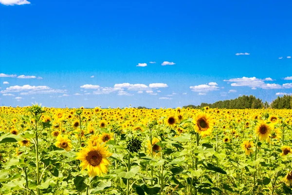 Tournesols en fleurs — Photo