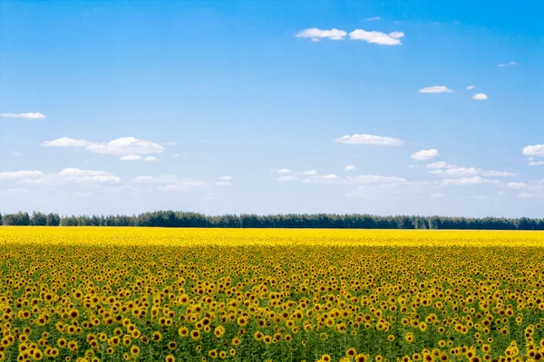 Blühende Sonnenblumen — Stockfoto