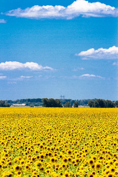 Tournesols en fleurs — Photo