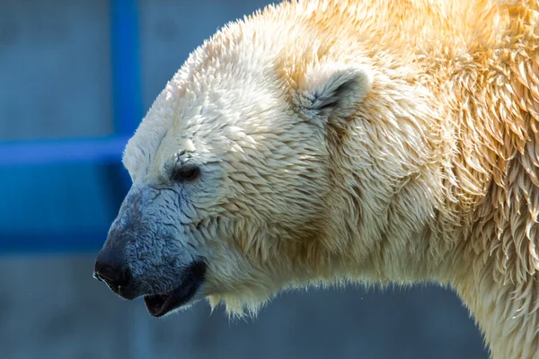 Portrait d'un grand ours blanc — Photo