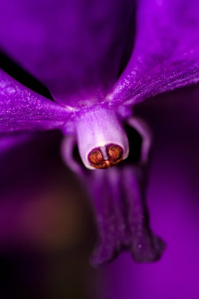 Orquídea azul — Foto de Stock