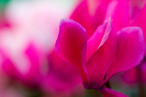 Red flowers Stock Picture