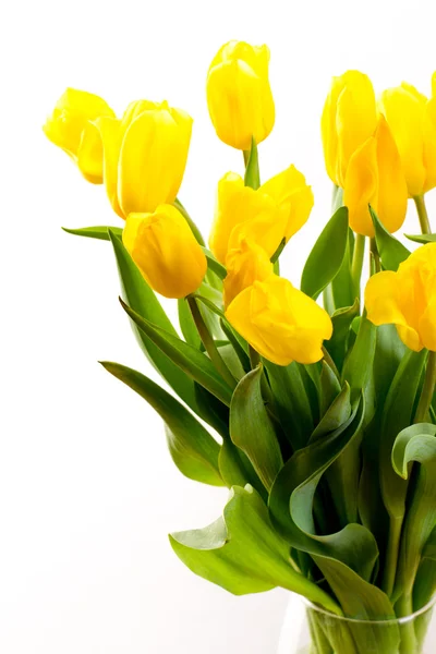 Yellow tulips on a white background — Stock Photo, Image