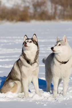 Siberian dış yapraklar