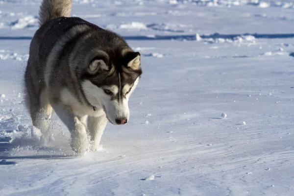 Szibériai husky — Stock Fotó