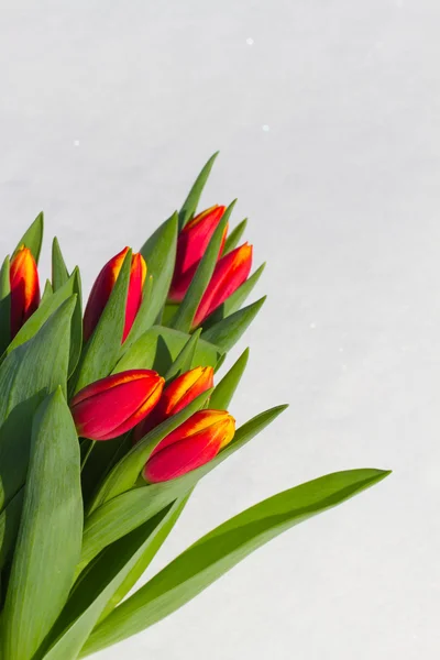 Tulips in the snow — Stock Photo, Image