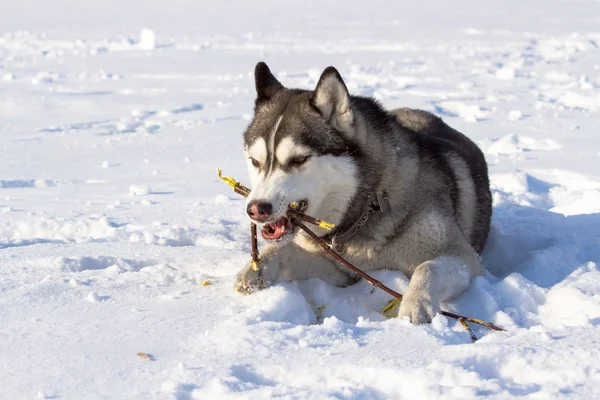 Husky siberiano — Foto Stock