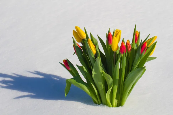 Tulipanes en la nieve —  Fotos de Stock