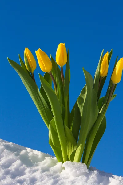 Тюльпани на снігу — стокове фото