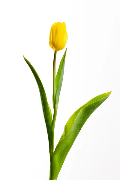 Żółte tulipany na białym tle — Zdjęcie stockowe