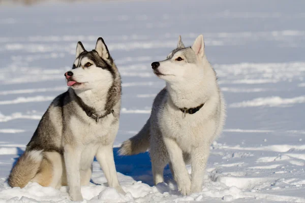 Siberian husky Stock Picture