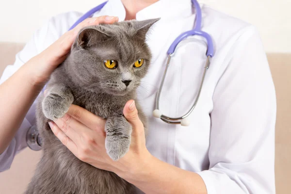 Médico veterinario sosteniendo gato británico y acariciando la cabeza — Foto de Stock