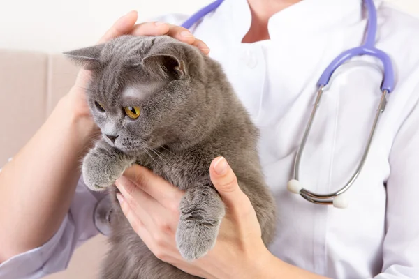 Médico veterinario sosteniendo gato británico y acariciando la cabeza — Foto de Stock