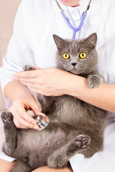 兽医医生抱着英国只猫和抚摸头 — 图库照片
