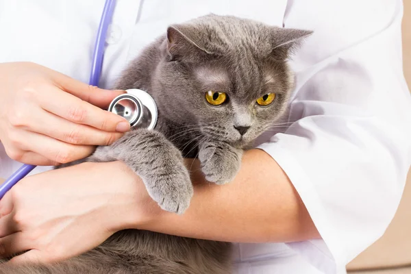 Veterinário médico segurando gato britânico e acariciando a cabeça — Fotografia de Stock