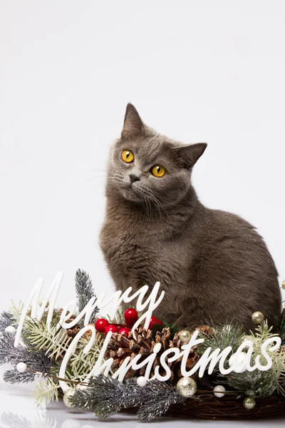 Britse kat poseren met de woorden Merry Christmas op een witte achtergrond — Stockfoto