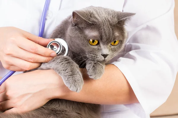 兽医医生抱着英国只猫和抚摸头 免版税图库照片