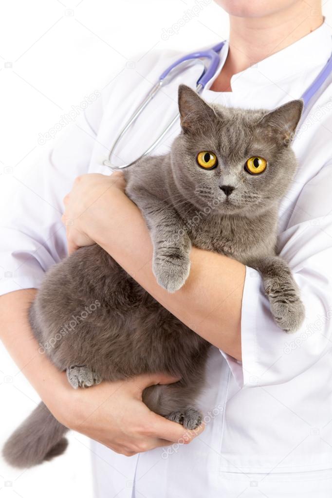 Veterinary doctor holding British cat and stroking the head