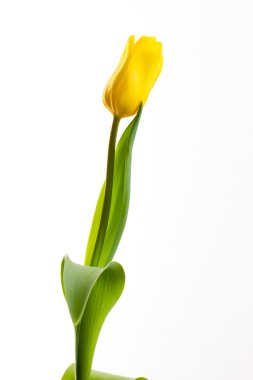 beyaz zemin üzerine Sarı laleler