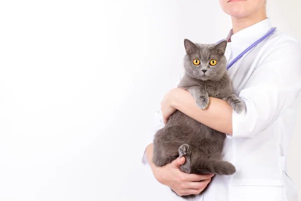 Médico veterinario sosteniendo gato británico y acariciando la cabeza —  Fotos de Stock