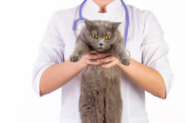 Veteriner bir kedi onun kollarında tutar.