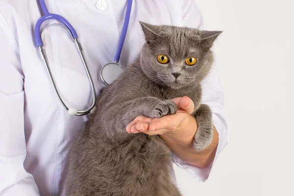 Dokter hewan memegang kucing Inggris dan membelai kepala — Stok Foto