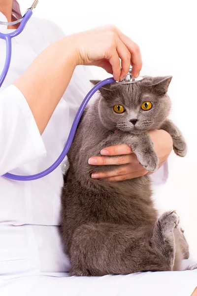 Médico veterinario sosteniendo gato británico y acariciando la cabeza —  Fotos de Stock