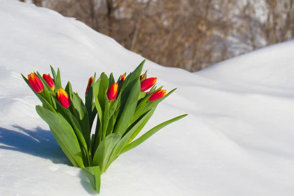 Tulipanes en la nieve — Foto de Stock